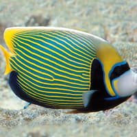 Akvárium v Janově: Rezervovaný vstup, Aquarium of Genoa, Janov