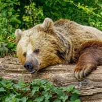 Whipsnade Zoo Entrance Tickets — gallery 1