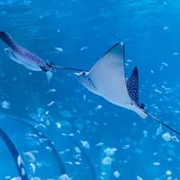 National Aquarium Abu Dhabi All Access Pass Tickets — gallery 4