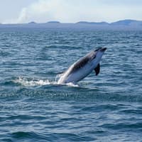 Reykjavik: Whale Watching Boat Tour — gallery 2
