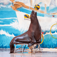 Dubai Dolphinarium: Dolphin and Seal Show — gallery 1