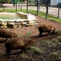 Austin Zoo: Skip The Line Ticket — gallery 1