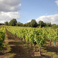 Albi, Cordes-sur-Ciel i Gaillac: Wycieczka z przewodnikiem z Tuluzy + Degustacja Wina, Tuluza