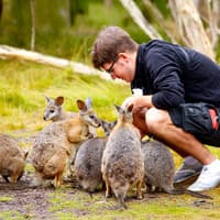 From Melbourne: Brighton Beach, Moonlit Sanctuary & Phillip Island Day Trip with Penguin Parade — gallery 2