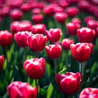 Keukenhof: Entry + Roundtrip Bus Transfer from A’dam Tower