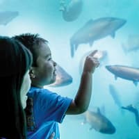 Time Tripper: Hidden Underwater Theatre Experience Tickets — gallery 2
