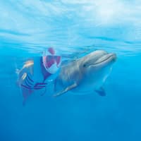 Delphinus Xcaret: Entry Ticket + Transfers + Swim with Dolphins