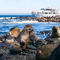 Seal Watching Afternoon Cruise at Phillip Island — gallery 1