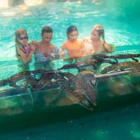 Kombinace: Vstupenky do Crocosaurus Cove + Služby Královské Létající Lékařské Pomoci, Darwin