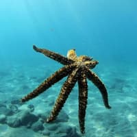 Los Cristianos: Guided Diving Class — gallery 3