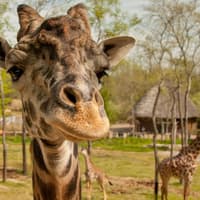 Welcome to Nashville Attraction Pass — gallery 3