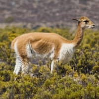 Rainbow Mountain Trek from Cusco — gallery 1
