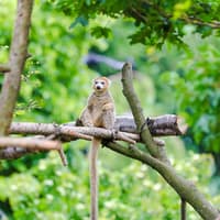 Edinburgh Zoo Entrance Tickets — gallery 2