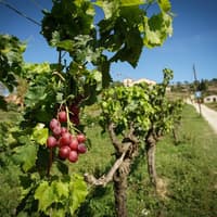 Barcelona: Half-Day Tour with Sailing, Vineyard Tour & Wine Tasting — gallery 3