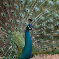 Lisbon Zoo: Fast Track Ticket, Lisbon Zoo, لیسبون و سینترا