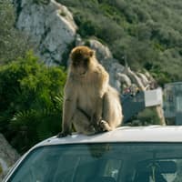 Gibraltar: Guided Day Tour from Seville — gallery 4