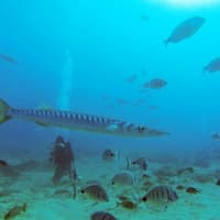 Los Cristianos: Guided Diving Class — gallery 2