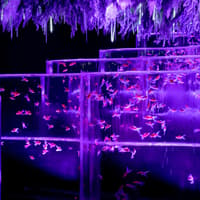 Art Aquarium Museum Ginza Tickets — gallery 4