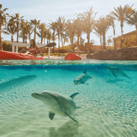 Aquaventure Waterpark Tickets with Dolphin Encounter — gallery 3
