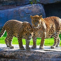 Bioparc Valencia Tickets — gallery 4