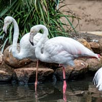 World of Birds Wildlife Sanctuary & Monkey Park: Entry Ticket — gallery 3