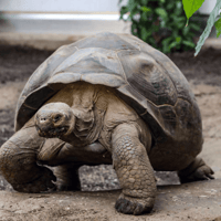 London Zoo Entrance Tickets — gallery 4