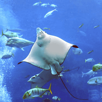 Dubai Aquarium & Underwater Zoo: Gold Pass — gallery 1