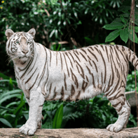 Bioparco - Zoo of Rome: Open Ticket — gallery 4