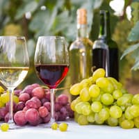 Guided Wine Tasting & Dinner Experience in Chianti — gallery 2