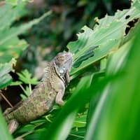 Victoria Butterfly Gardens: Entry Ticket