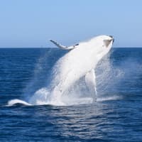 Wilsons Prom Whale Adventure Cruise with Lunch