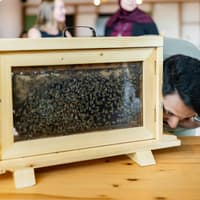 A Taste of the Hive