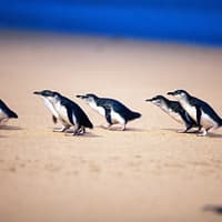 Phillip Island Nature Parks Penguin Parade Tickets — gallery 1