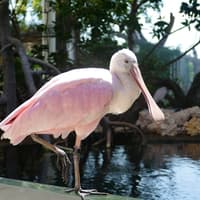 Inträdesbiljett till Phillip & Patricia Frost Museum of Science, Akvarium & Planetarium, Phillip & Patricia Frost Museum of Science, Miami