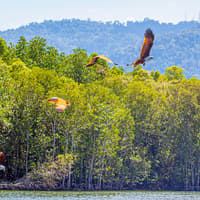 Langkawi Mangrove Tour — gallery 3