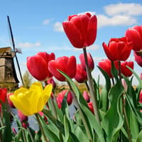 Keukenhof: Entry + Bus from A'dam Tower — gallery 1
