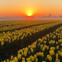 Amsterdam: Guided Tulip Tour + Dinner — gallery 1