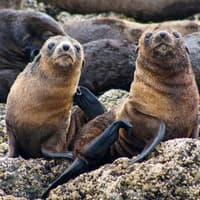 Seal Watching Afternoon Cruise at Phillip Island — gallery 4