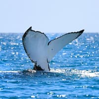 Small-Group Whale Watching Cruise from Maʻalaea Harbor