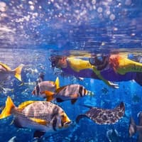 Atlantis Snorkeling & Scuba Diving — gallery 3