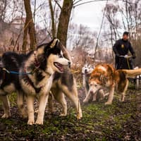 From Krakow: Tatra Mountains Dog Sledding Tour — gallery 3