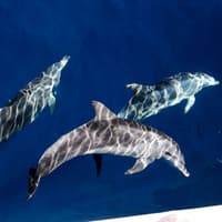 Whale Watching Cruise Gold Coast tickets, Main Beach, photo 1