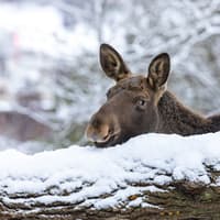 Skansen: Open-Air Museum and Nordic Zoo — gallery 3