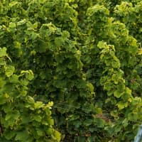Wieliczka: Vineyard Visit and Wine Tasting from Krakow — gallery 3