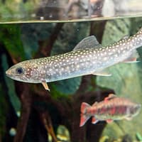 Sunshine Aquarium Tickets — gallery 2