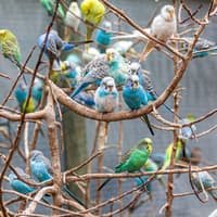 World of Birds Wildlife Sanctuary & Monkey Park: Entry Ticket — gallery 1