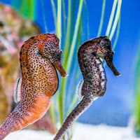SEA LIFE Munich Ticket — gallery 3