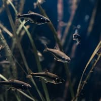 Aquarium du Grand Lyon: Entry Ticket — gallery 1