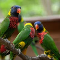 Kuala Lumpur Bird Park Tickets — gallery 1