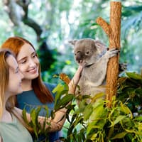 Lone Pine Koala Sanctuary Tickets with Brisbane River Cruise — gallery 3